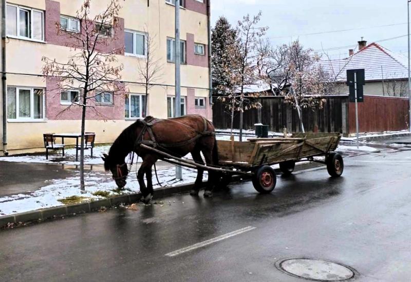 A hatóságok Hargita megyében ellenőrizték az állattartókat, és harminc esetben kiszabták a büntetéseket.