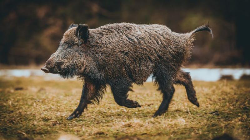 Kaliforniában a vaddisznók húsa egy különös, neonkékre változott, mintha csak egy futurisztikus festmény részévé vált volna.