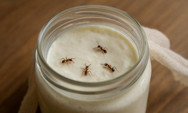 Miért lehet szükség hangyára a joghurtban? Fedezd fel egy különleges bolgár recept titkait! A hangyák, ezek a kis, de érdekes lények, nem csupán a természet részei, hanem a gasztronómia világában is helyet kapnak. A bolgár konyhában egyedi ízeket és textú