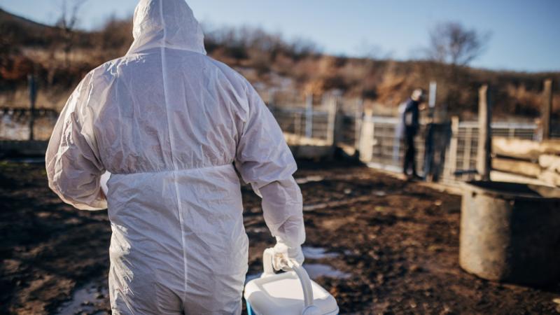 Új információk láttak napvilágot a száj- és körömfájás járványával kapcsolatban: felfedték, hogyan sikerült megfékezni a kiterjedt fertőzést – Agrárszektor.