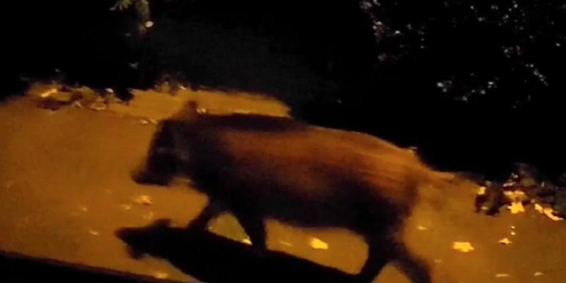 A békés budai lakos a kapujában állva 16 impozáns vaddisznót figyelt meg, amint csoportosan átszaladtak az utcán.